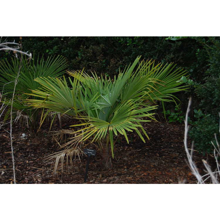 Trachycarpus-takil-002-DSBG-2-6-08.JPG