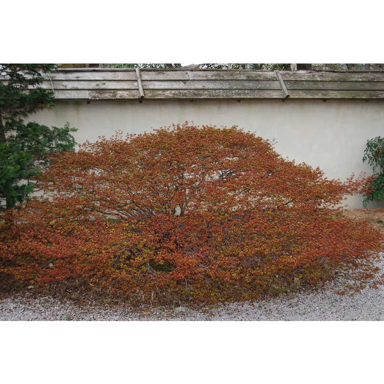 Acer palmatum 'Kiyohime' - spreading Japanese maple