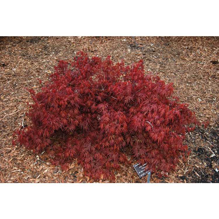 Acer palmatum 'Orangeola' - red lace-leaf Japanese maple