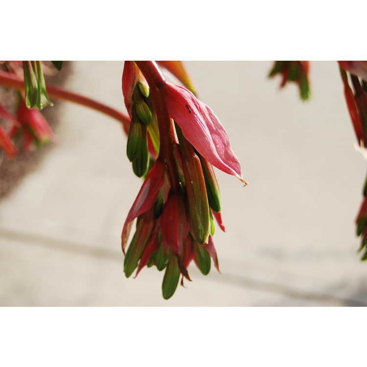 Beschorneria yuccoides - Mexican lily