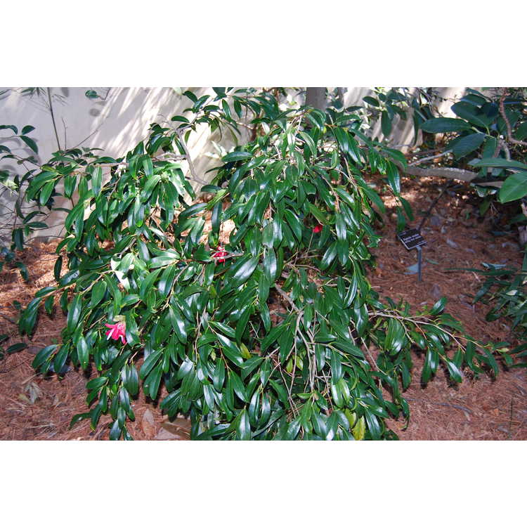 Camellia-japonica-Kujaku-Tsubaki-003-JCRA-3-6-08.JPG