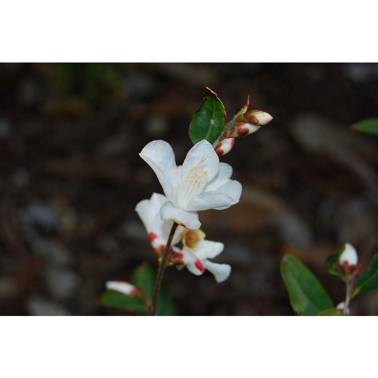 Camellia-transnokoensis-002-JCRA-3-25-08.JPG