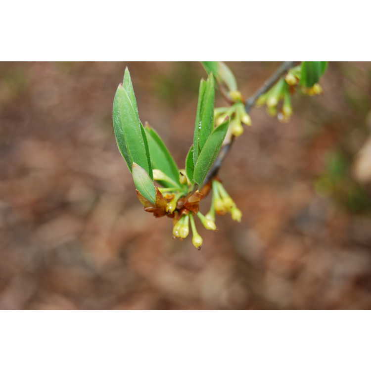 Lindera salicifolia - willowleaf spicebush