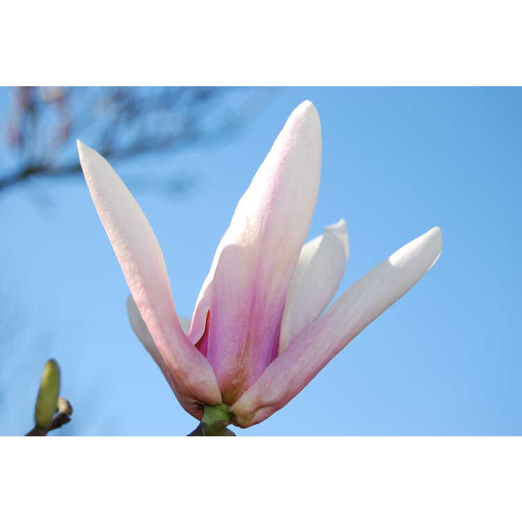Magnolia 'Peppermint Stick' - Gresham hybrid magnolia