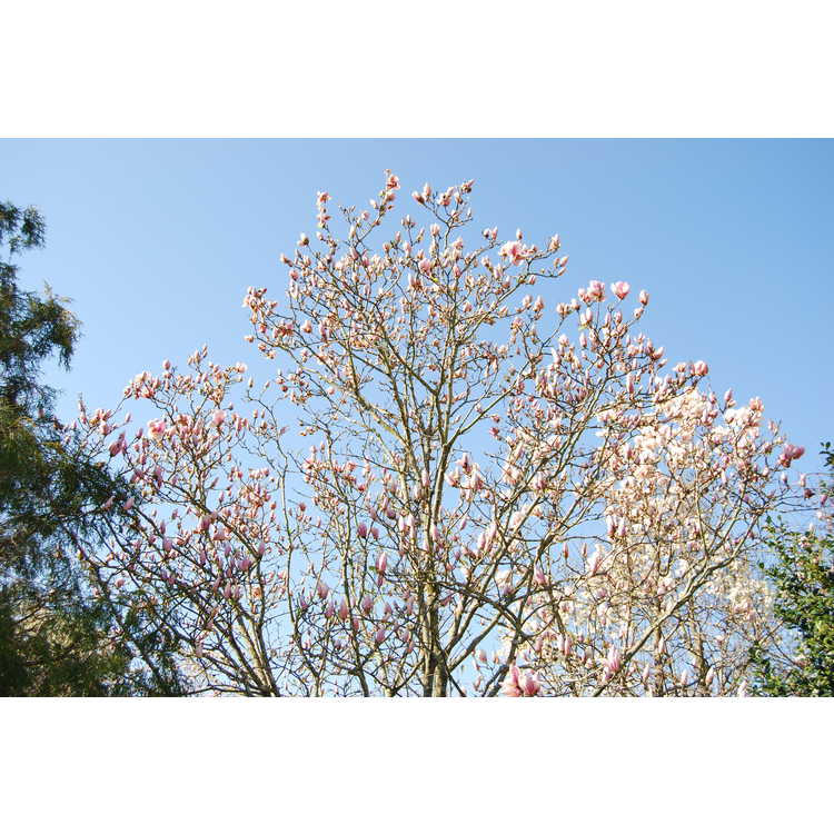 Magnolia Pink Goblet