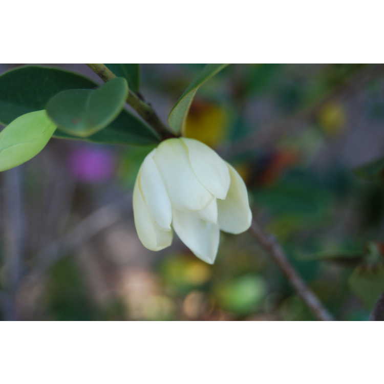 Magnolia laevifolia - shrubby michelia