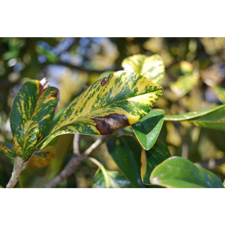 Magnolia grandiflora (variegated form) - variegated Southern magnolia