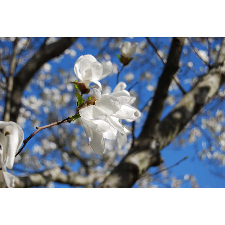 Magnolia salicifolia Miss Jack
