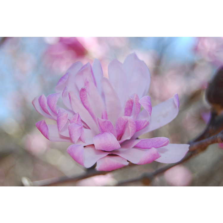 Magnolia stellata Chrysanthemumiflora