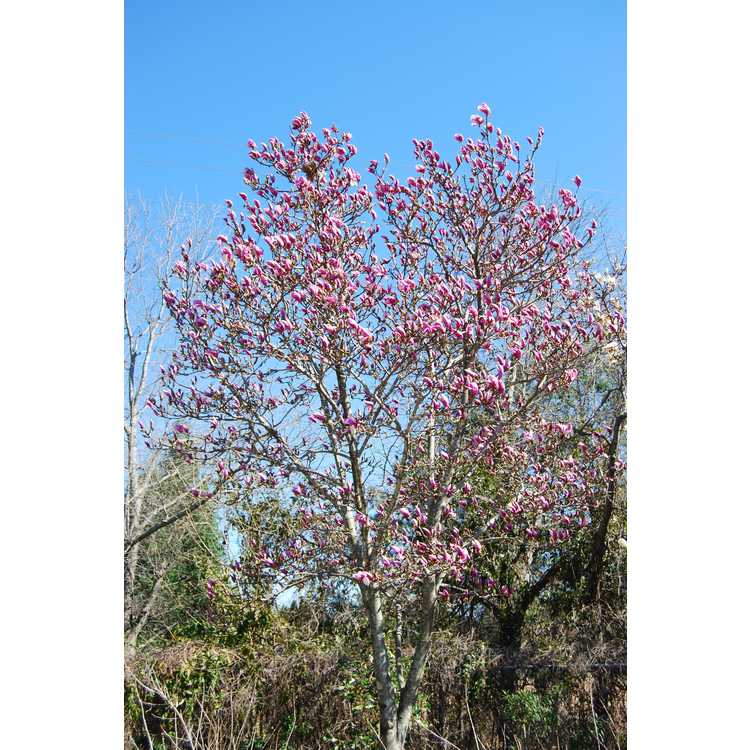 Magnolia ×soulangeana 'Verbanica' - saucer magnolia