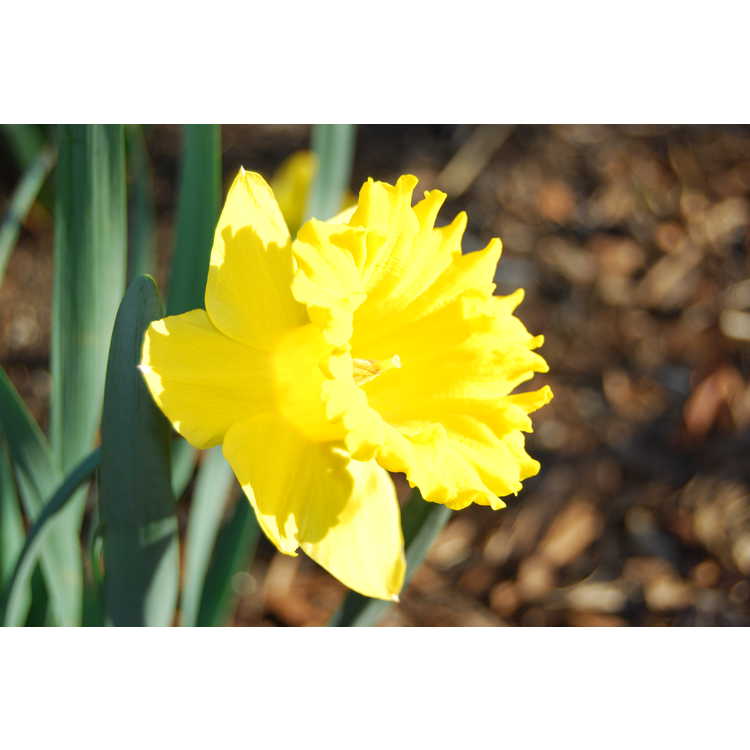 Narcissus 'Golden Sunbeam'