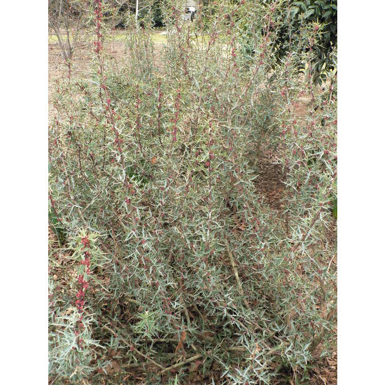 Mahonia trifoliolata