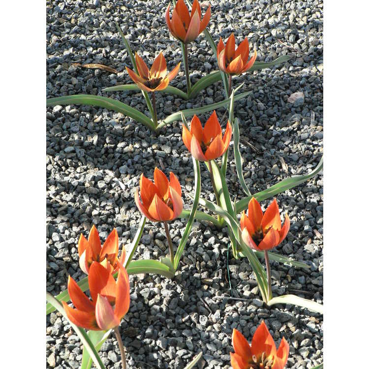 Tulipa orphanidea subsp. whittallii