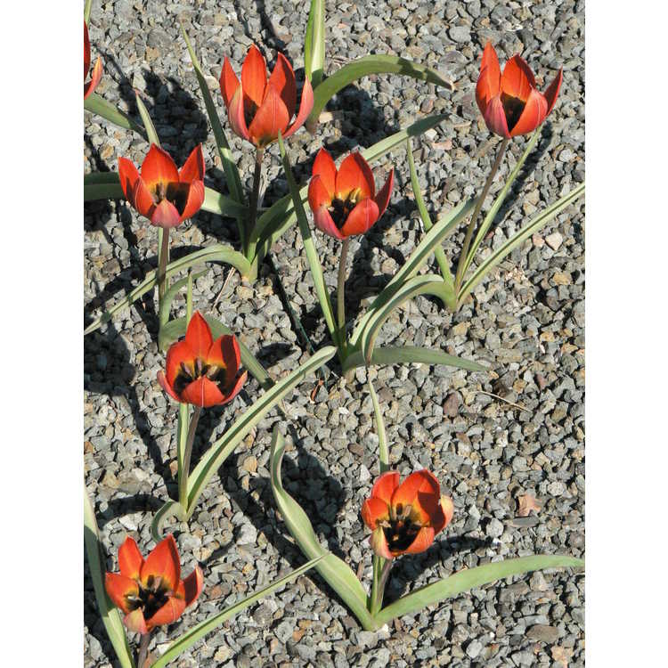Tulipa orphanidea whittallii