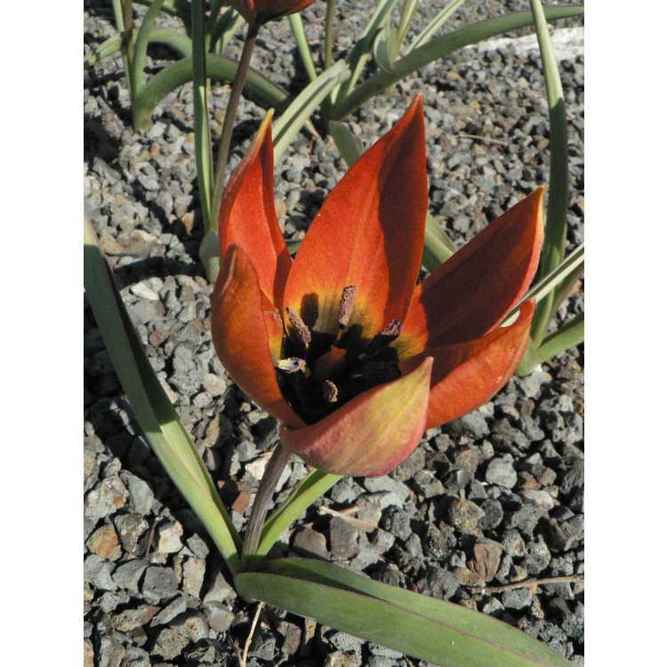 Tulipa orphanidea whittallii