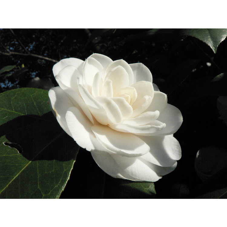 Camellia japonica White Perfection