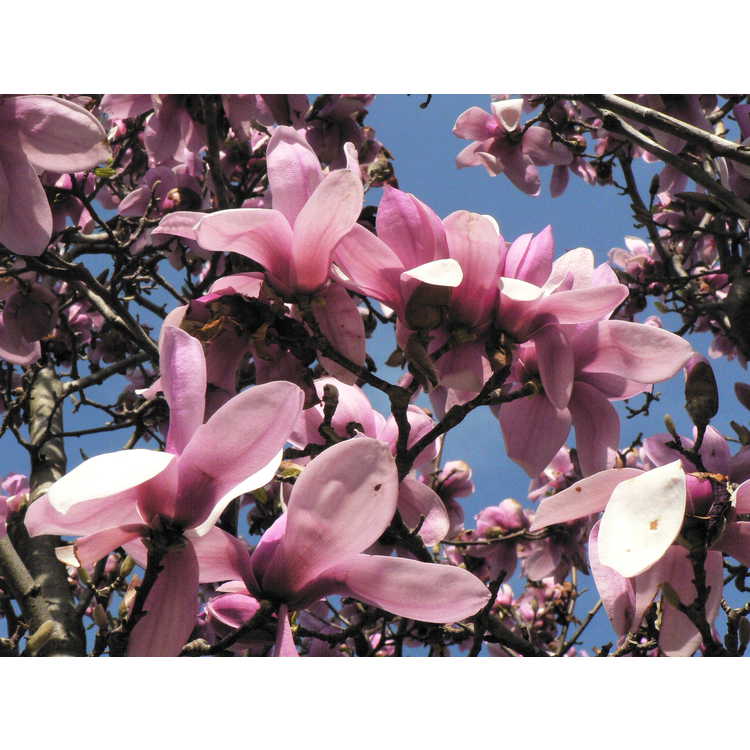 Magnolia ×soulangeana 'Verbanica' - saucer magnolia