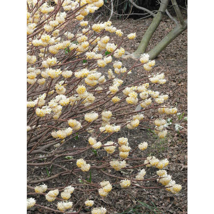 Edgeworthia chrysantha 'Winter Gold' - golden paperbush