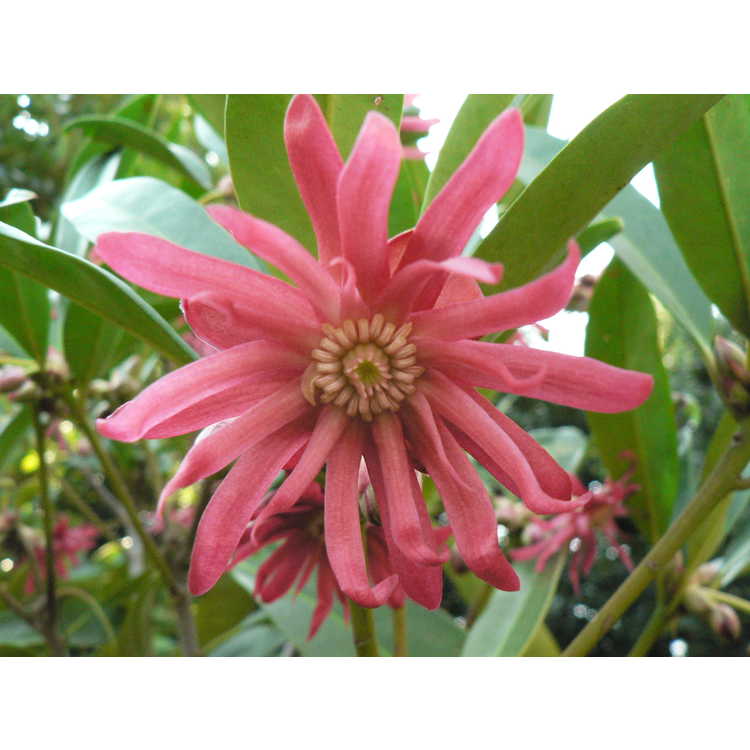 Illicium 'Woodland Ruby' - pink anise