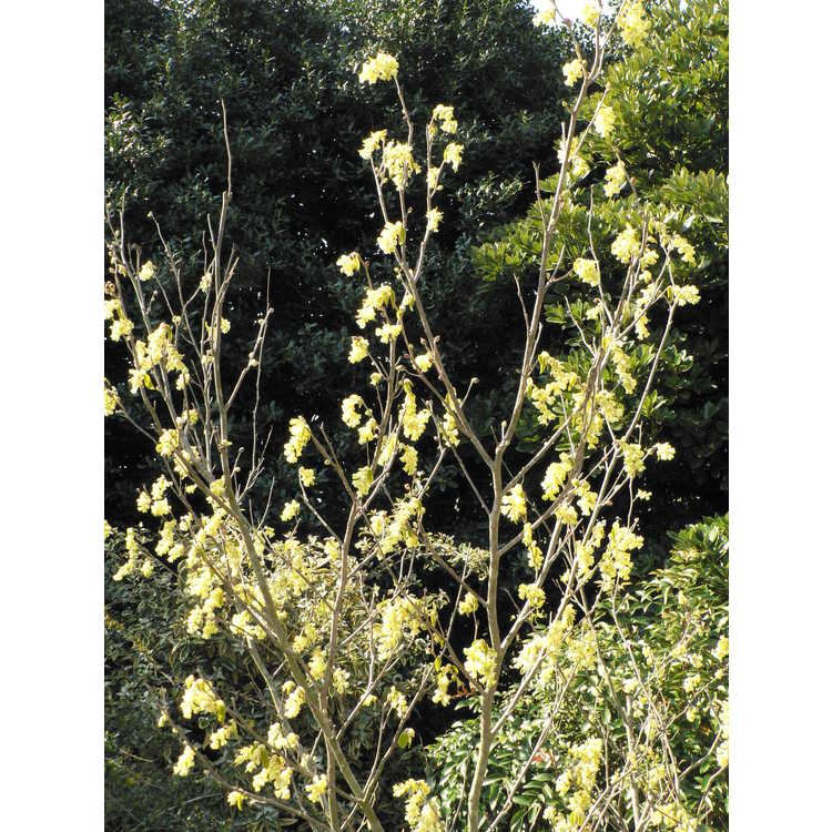 Corylopsis sinensis var. calvescens f. veitchiana