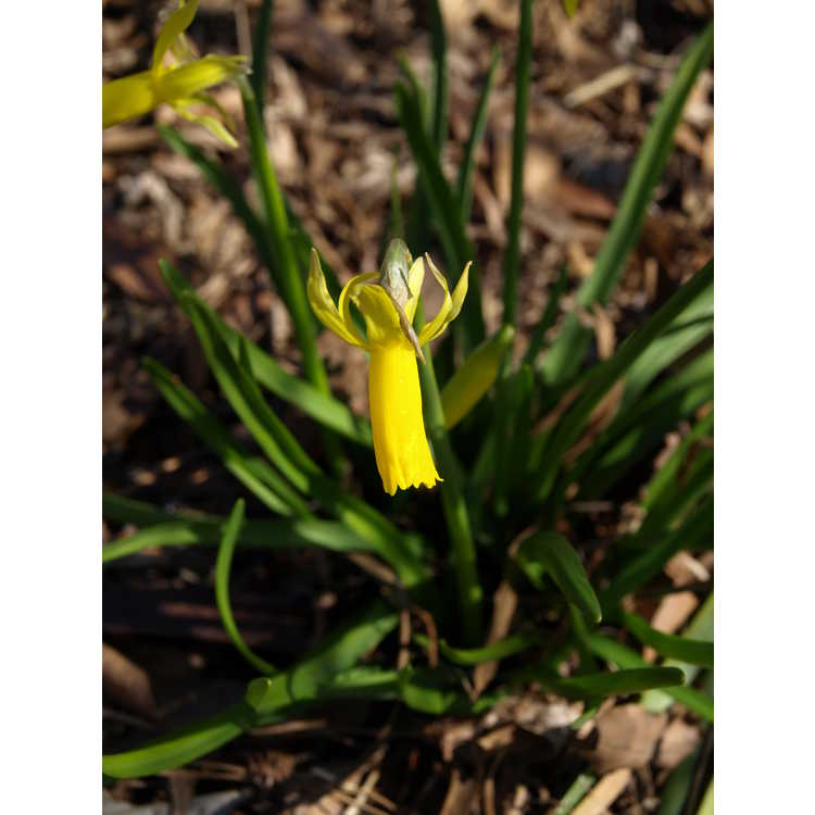 Narcissus 'Mite' - cyclaminius daffodil