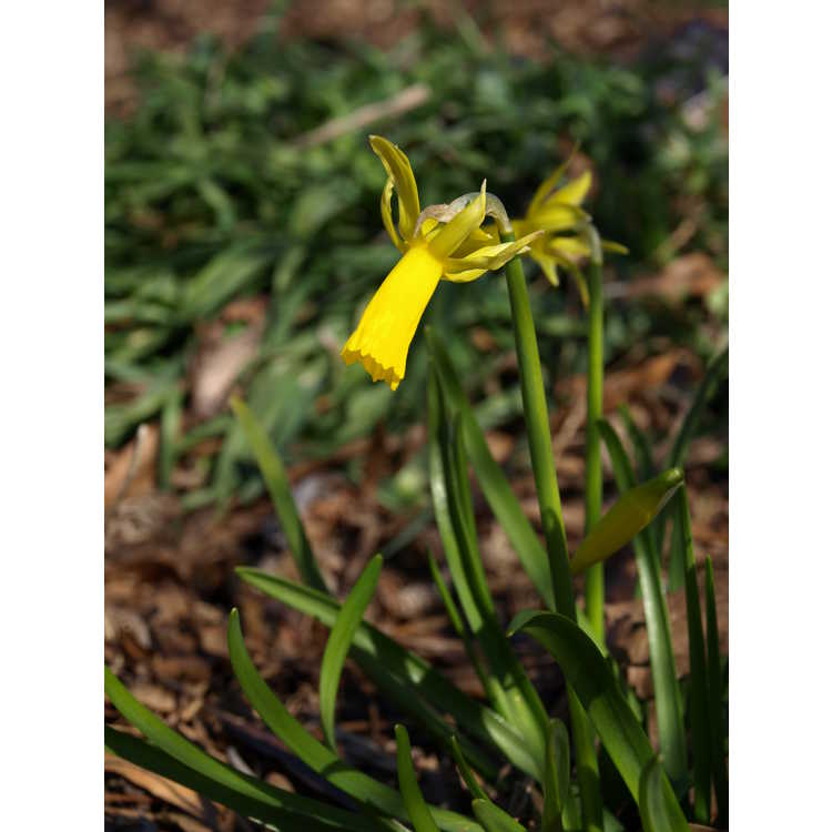 Narcissus Mite