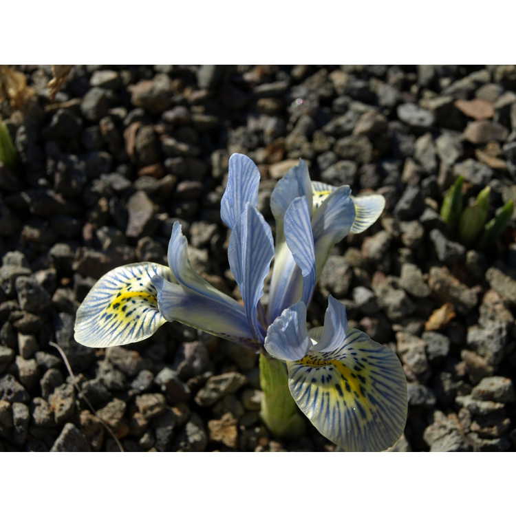 Iris Reticulata Katherine Hodgkin