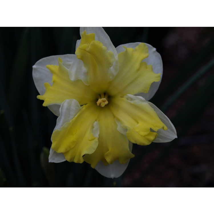 Narcissus 'Sorbet' - collar daffodil