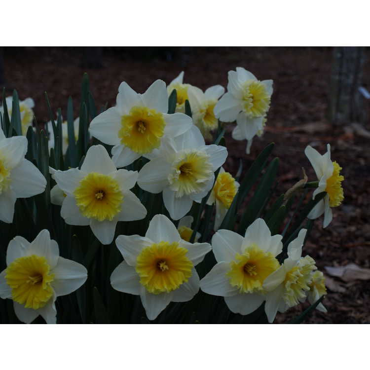Narcissus 'Slim Whitman'