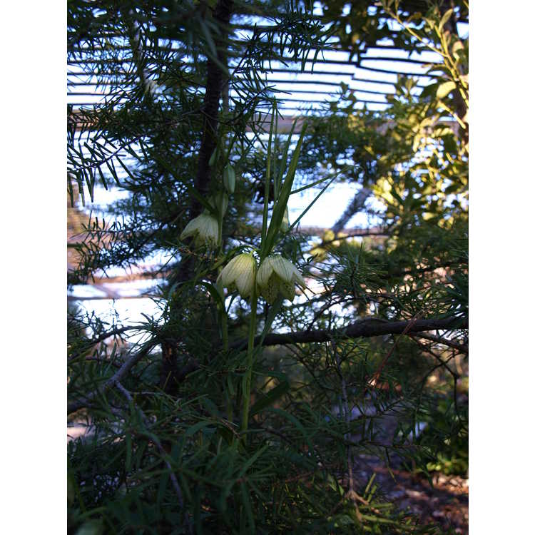 Fritillaria verticillata