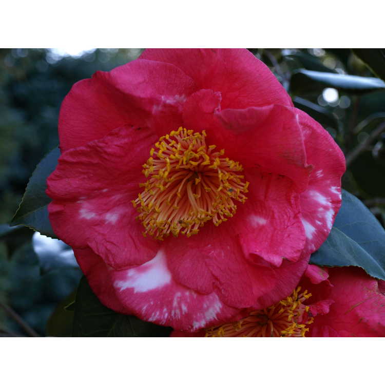 Camellia japonica 'Reg Ragland' - Japanese camellia