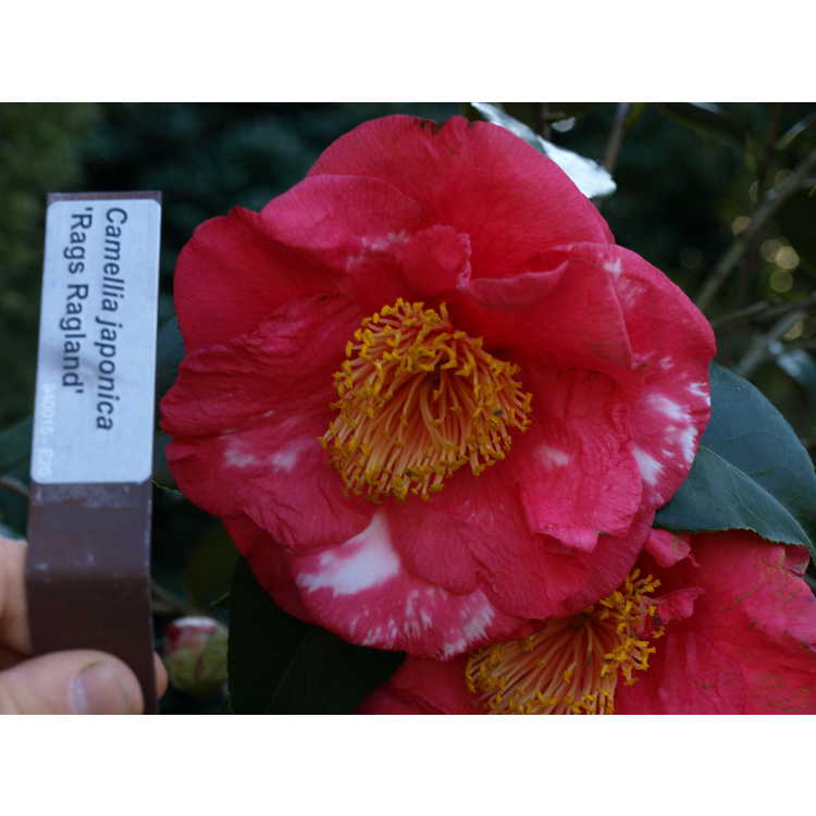 Camellia japonica 'Reg Ragland'