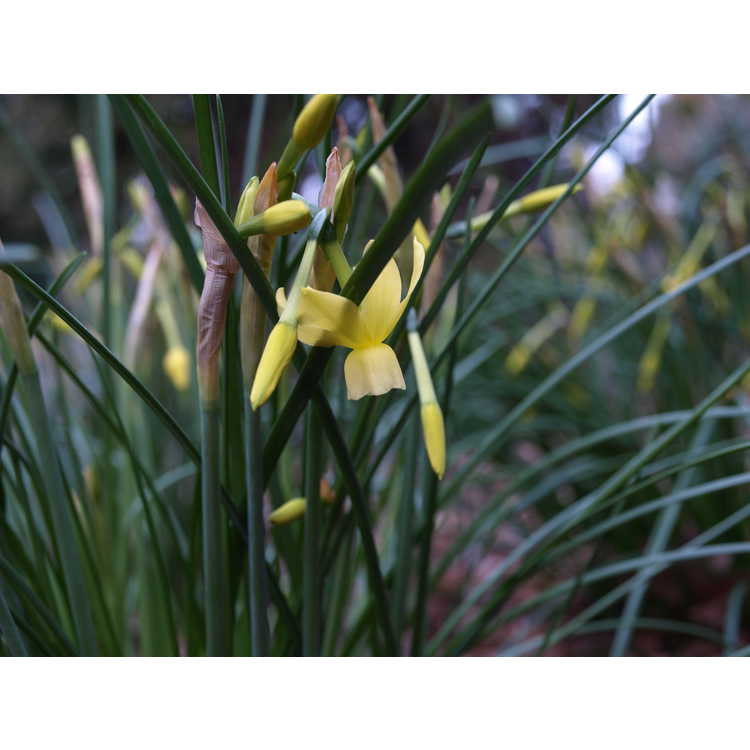 Narcissus 'Hawera' - miniature daffodil