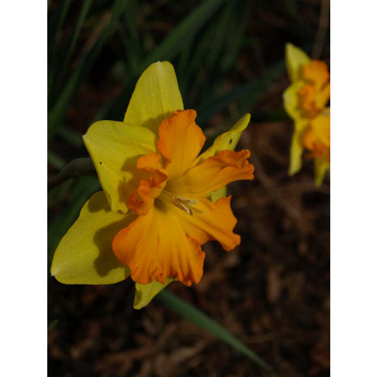 Narcissus 'Congress' - collar daffodil