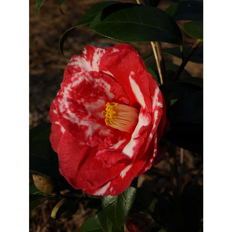 Camellia japonica 'Ville de Nantes' - Japanese camellia