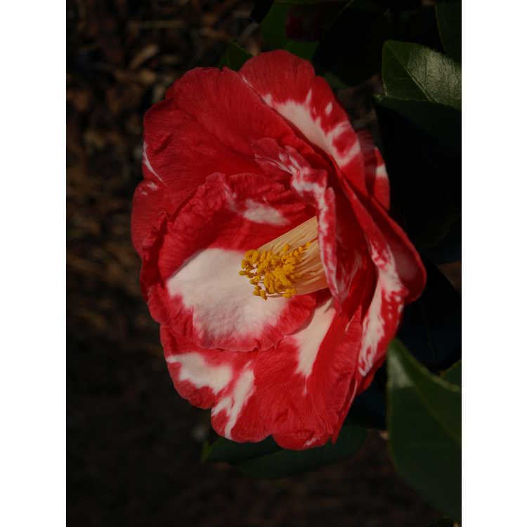 Camellia japonica 'Ville de Nantes' - Japanese camellia