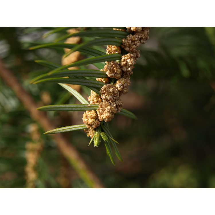 Cephalotaxus sinensis - Chinese plum-yew