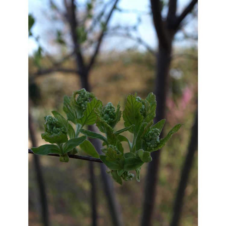 Acer stachyophyllum subsp. betulifolium - birchleaf maple