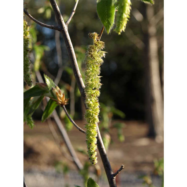 Ostrya japonica - Japanese hophornbeam