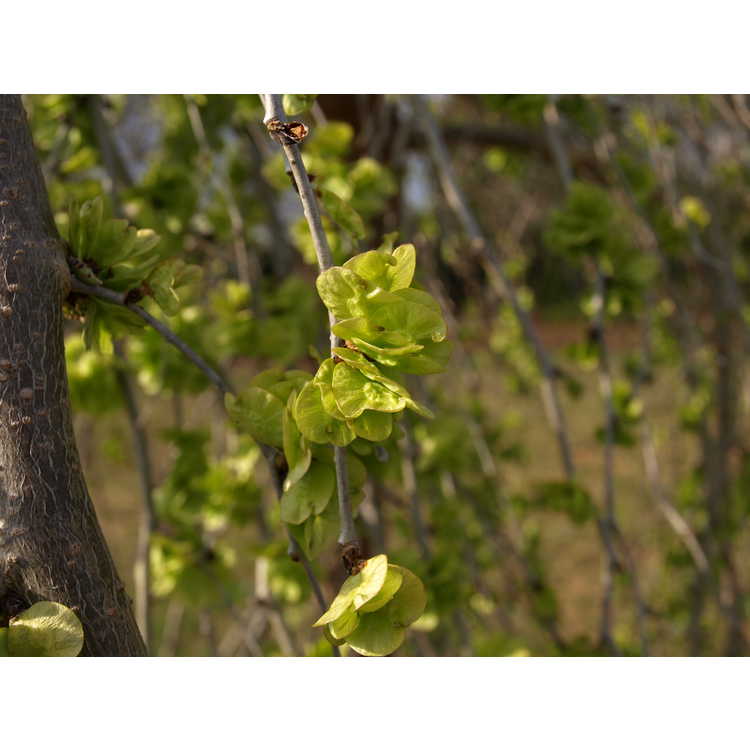Ulmus minor subsp. minor 'Pendula' - weeping smoothleaf elm