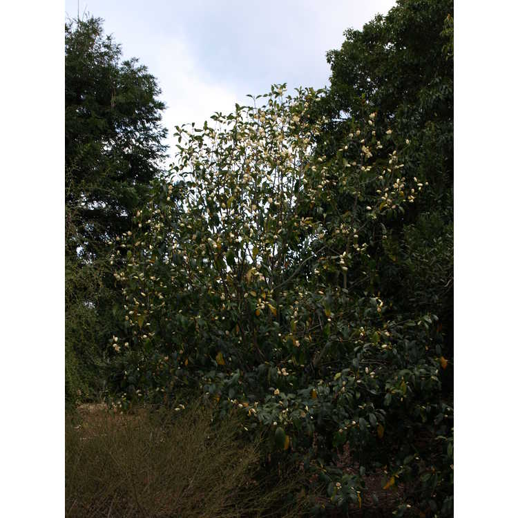 Magnolia (hybrid #3a)