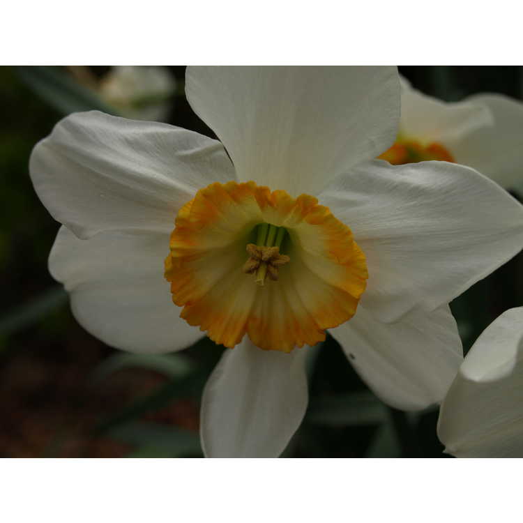 Narcissus Manon Lescaut
