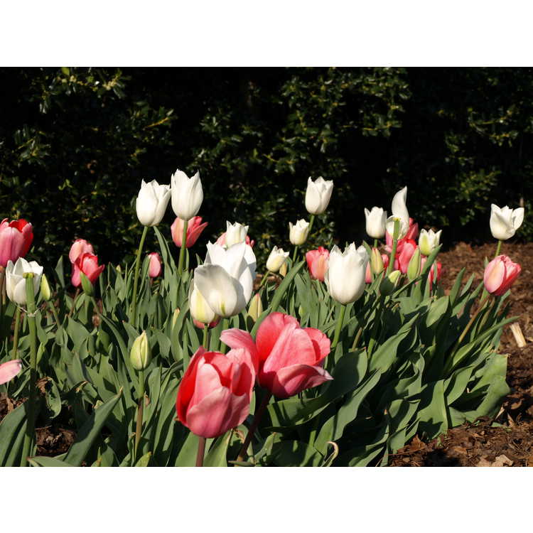 <em>Tulipa</em> 'Pink Impression'