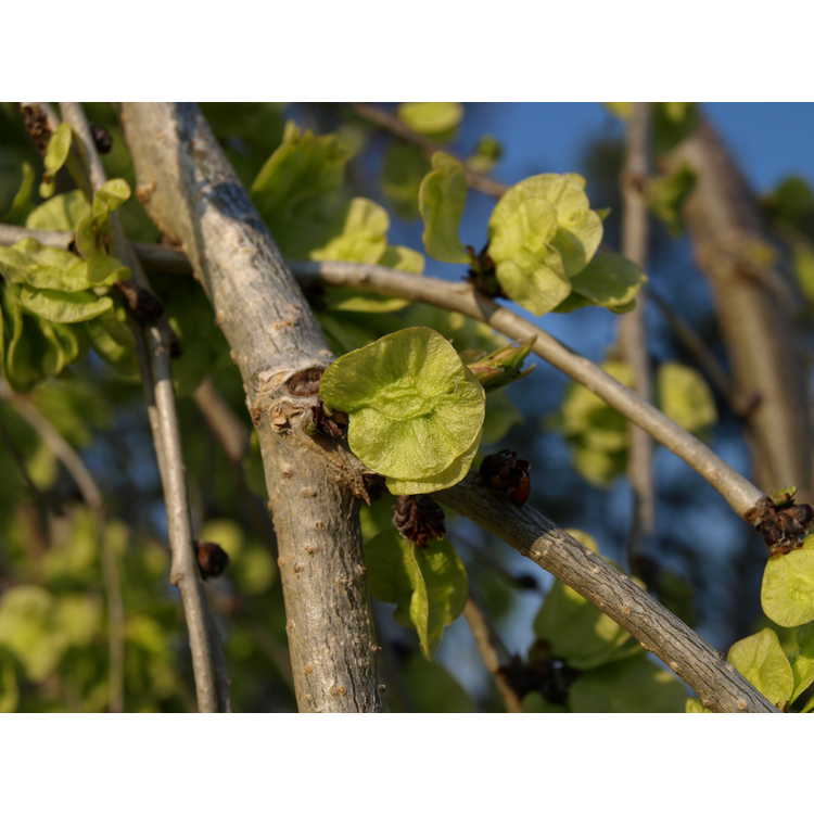 Ulmus minor subsp. minor 'Pendula' - weeping smoothleaf elm