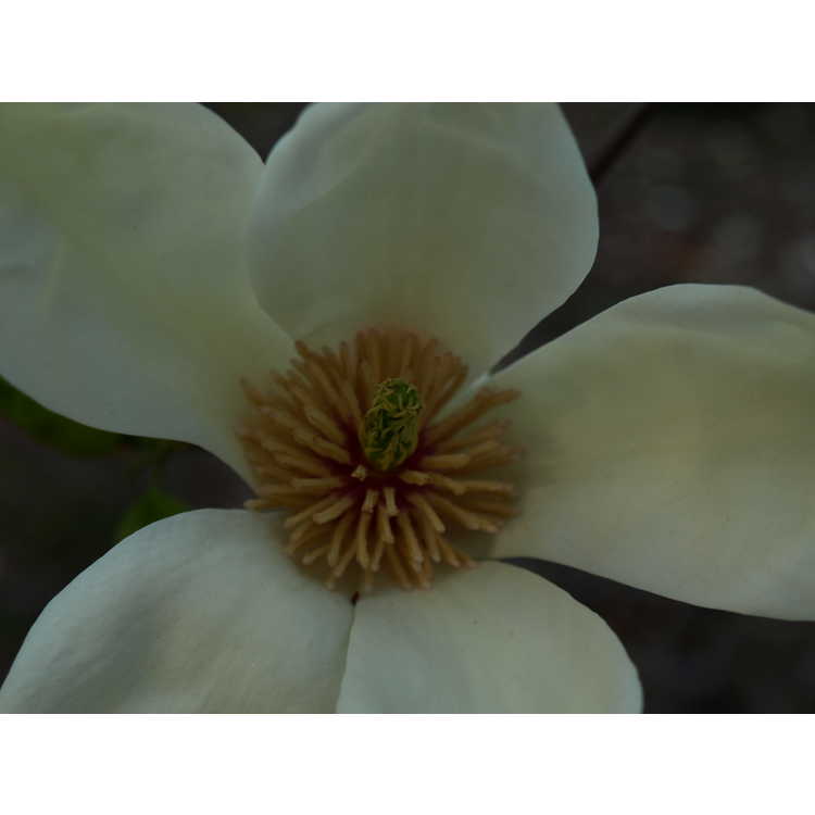 Magnolia 'Yellow Fever' - yellow magnolia