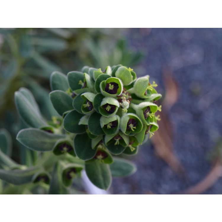 <em>Euphorbia characias</em> (Portuguese Velvet strain)