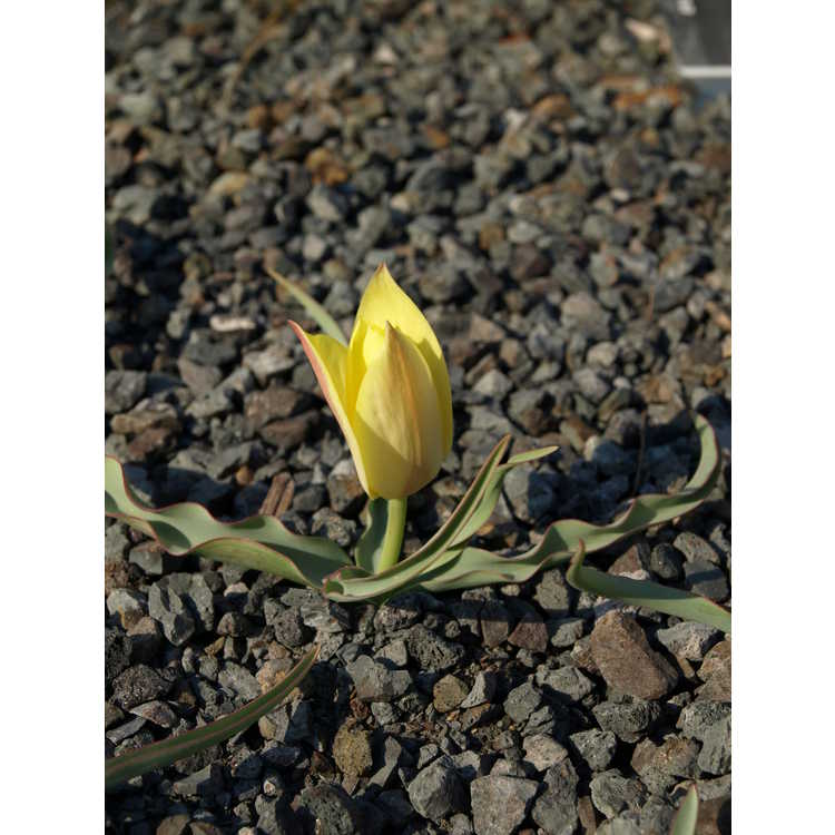 Tulipa linifolia [Batalinii Group] 'Honky Tonk'