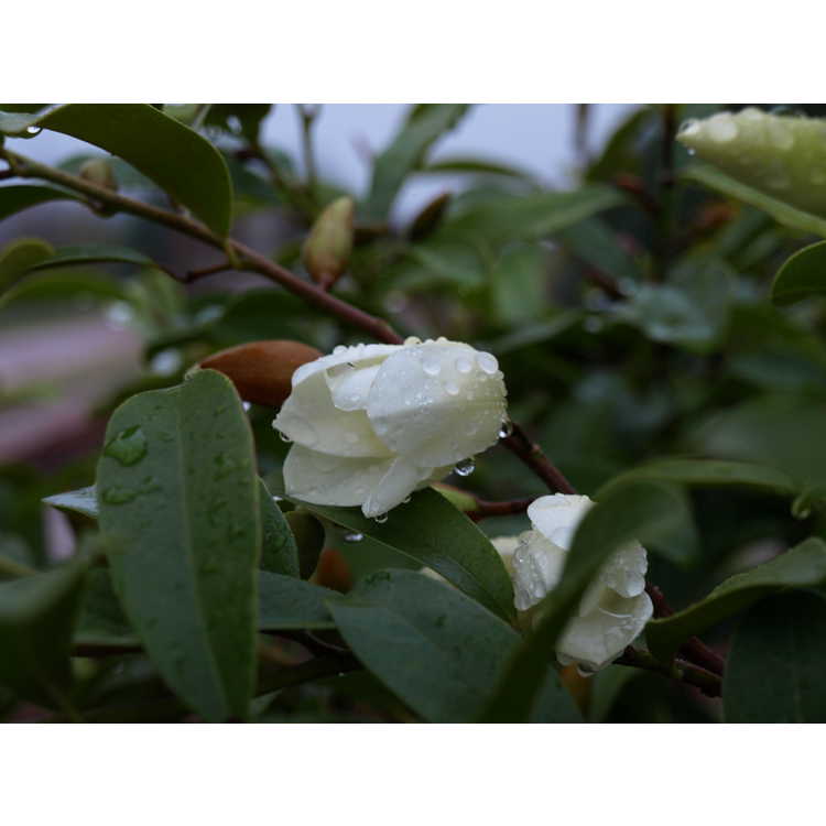Magnolia laevifolia 'Michelle'