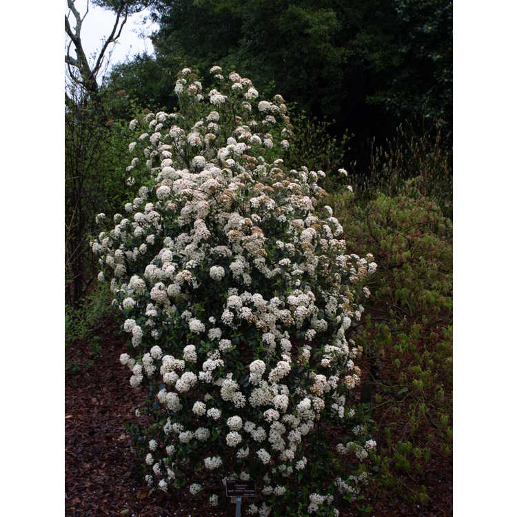 Viburnum ×burkwoodii 'Conoy' - Egolf hybrid viburnum