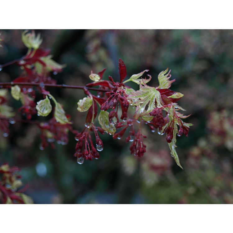 Acer palmatum 'Higasa yama' - variegated Japanese maple
